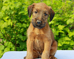 Собаки в Домодедово: Щенки ирландского терьера Мальчик, 50 000 руб. - фото 3