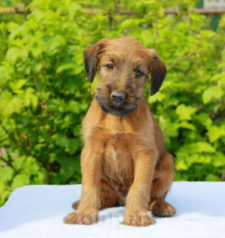 Собаки в Домодедово: Щенки ирландского терьера Мальчик, 50 000 руб. - фото 3