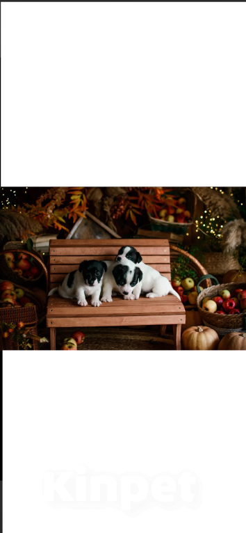 Собаки в Симферополе: Девочка Джек Рассел терьер триколор Девочка, 18 000 руб. - фото 1