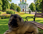 Собаки в Москве: Кобель немецкого вольфшпиц/кеесхонд Мальчик, 40 000 руб. - фото 1