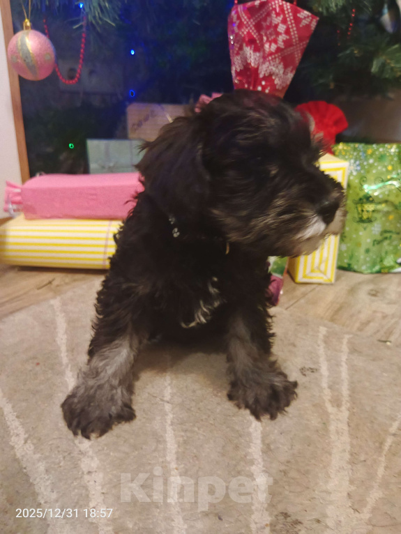 Собаки в Красноярске: Цвергшнауцер щенки Девочка, 50 000 руб. - фото 1