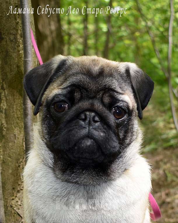 Собаки в Москве: Брутальный пирожок Мальчик, 100 000 руб. - фото 6