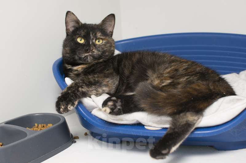 Кошки в Москве: Британские кошки химеры Тося и Тася в добрые руки Девочка, Бесплатно - фото 8