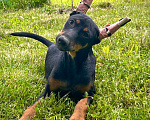 Собаки в Армавире: Щенки ксолоитцкуинтли медио в шерсти Мальчик, Бесплатно - фото 2