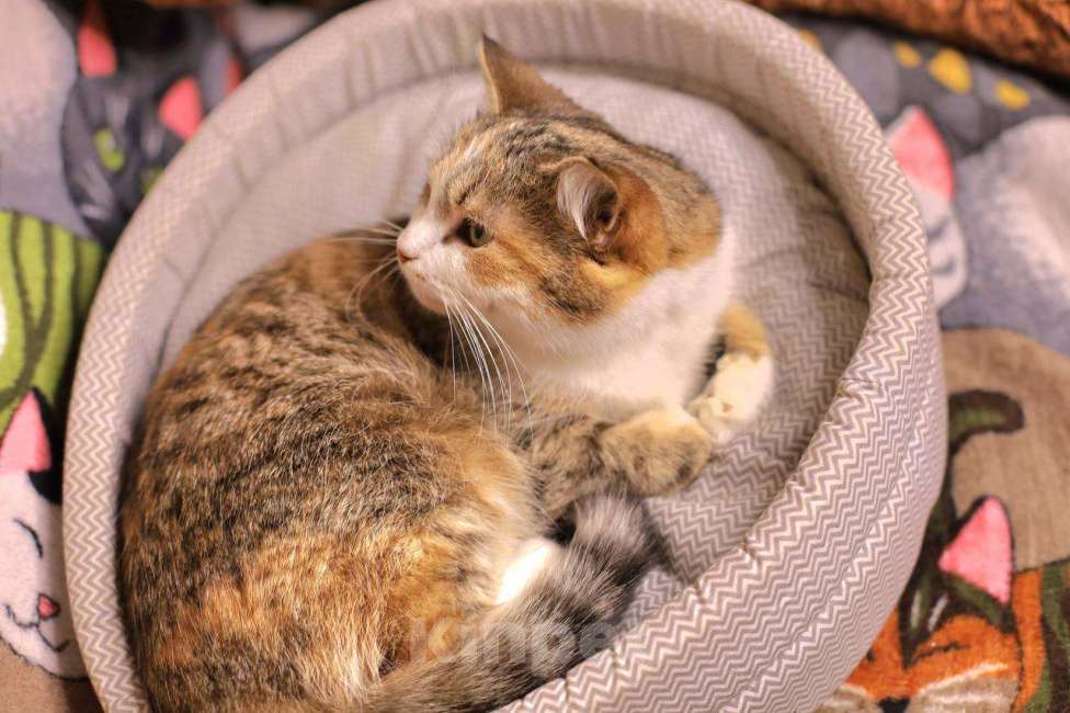 Кошки в Москве: Ласковая кошечка Мася Девочка, Бесплатно - фото 7