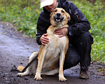 Собаки в Балашихе: Золотая семейная Оливия 3,5г из приюта Девочка, Бесплатно - фото 9