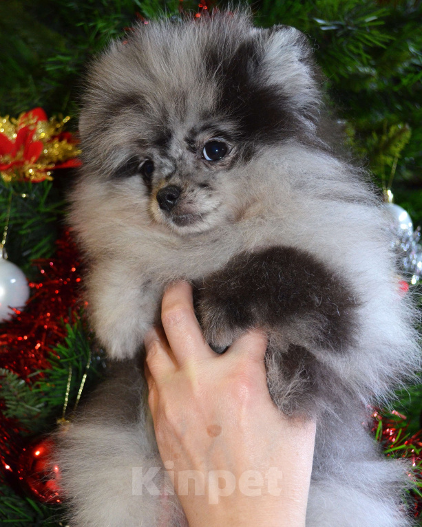 Собаки в Бийске: Щенки померанского щенка Девочка, 50 000 руб. - фото 6