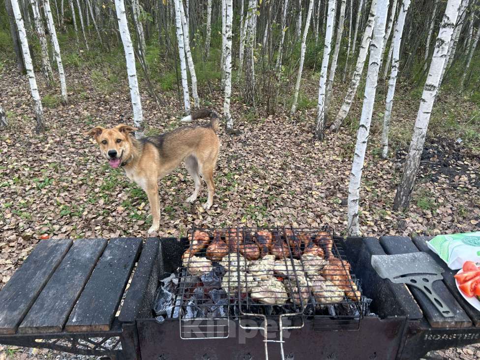 Собаки в Новосибирске: Белла, 1 год Девочка, Бесплатно - фото 10
