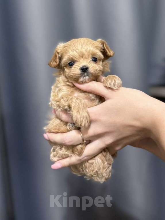 Собаки в Москве: Эйс Мальчик, 175 000 руб. - фото 2