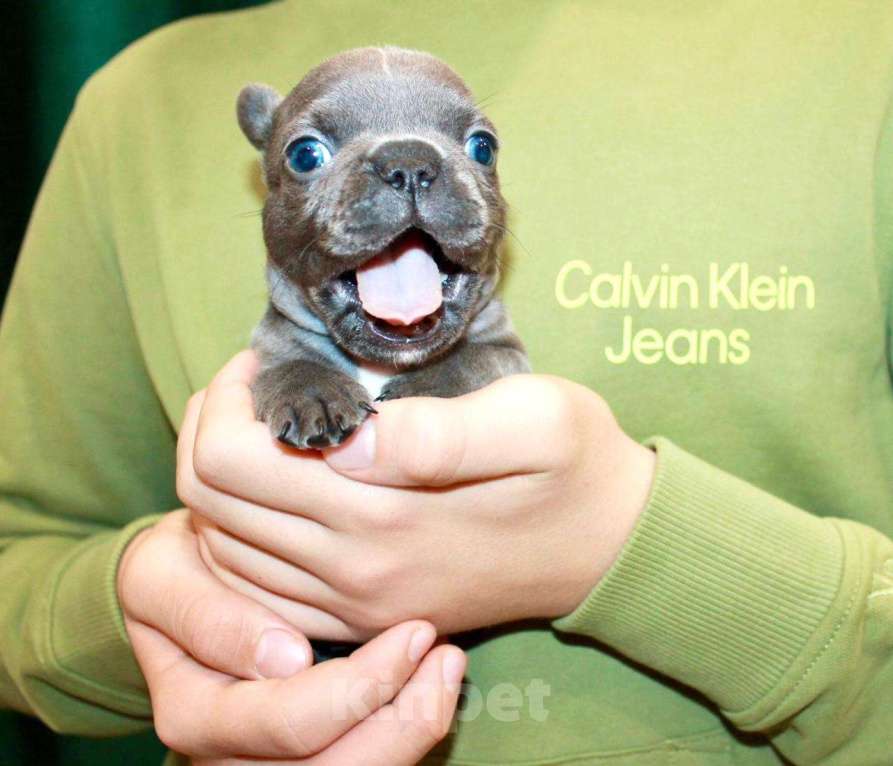 Собаки в Москве: Французская элита Девочка, 100 000 руб. - фото 4