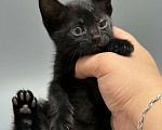 Кошки в Новочеркасске: Кошечка в добрые руки Девочка, Бесплатно - фото 2