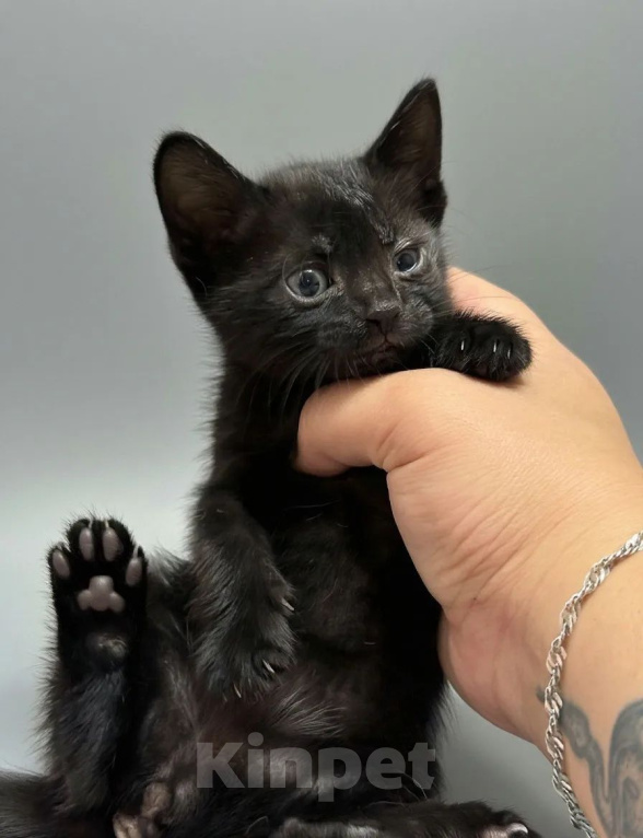 Кошки в Новочеркасске: Кошечка в добрые руки Девочка, Бесплатно - фото 2