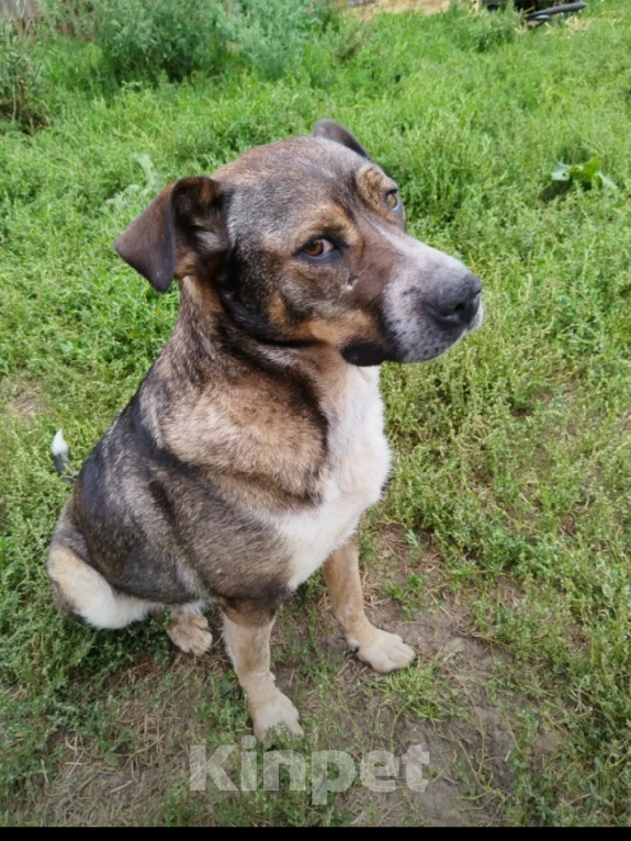 Собаки в Казани: Тося) Девочка, Бесплатно - фото 4