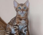Кошки в Москве: Бенгальский котик Джеймс Бонд Мальчик, 20 000 руб. - фото 4