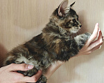 Кошки в Владивостоке: Котята Курильского бобтейла. Продажа и резерв Разнополые, 20 000 руб. - фото 8