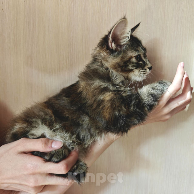 Кошки в Владивостоке: Котята Курильского бобтейла. Продажа и резерв Разнополые, 20 000 руб. - фото 8
