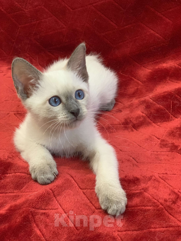 Кошки в Москве: ✨Тайские котята, блю-пойнт и лайлак-пойнт, 3 месяца ✨ Мальчик, Бесплатно - фото 1