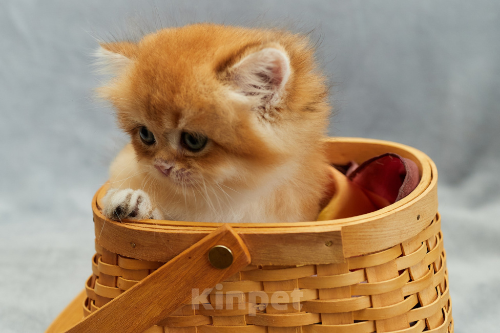 Кошки в Челябинске: Британский котенок шоколадное золото by12 Мальчик, 65 000 руб. - фото 2