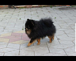 Собаки в Краснодаре: Вязка шпица, 5 000 руб. - фото 2