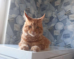 Кошки в Нолинске: Мейн кун, 10 000 руб. - фото 4