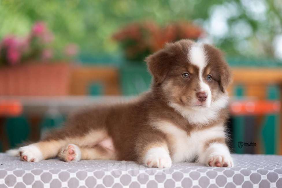 Собаки в Москве: австралийская овчарка аусси Девочка, 80 000 руб. - фото 4