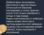 Кошки в Красногорске: Красивый и ласковый кот срочно ищет новый дом! Мальчик, Бесплатно - фото 3