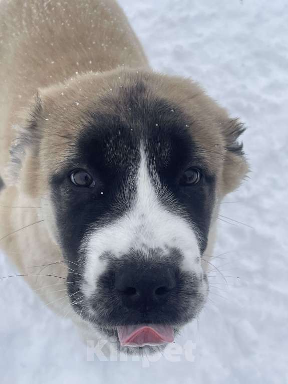Собаки в Москве: среднеазиатская овчарка, щенок, алабай Мальчик, 80 000 руб. - фото 6