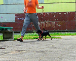 Собаки в Пскове: Бельгийский гриффон Мальчик, 50 000 руб. - фото 4