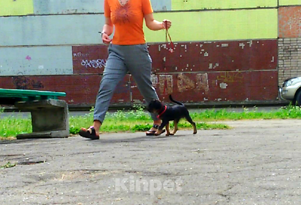 Собаки в Пскове: Бельгийский гриффон Мальчик, 50 000 руб. - фото 4