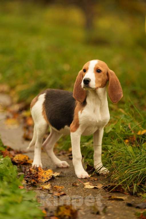 Собаки в других городах Московской области: Кобель гончей хочет домой Мальчик, 19 000 руб. - фото 4