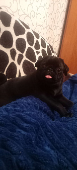 Девочка прекрасная. Породы мопс.