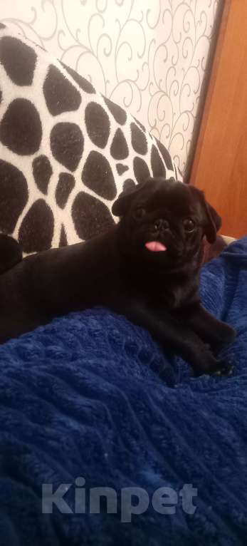 Собаки в Костроме: Девочка прекрасная. Породы мопс. Девочка, 80 000 руб. - фото 1