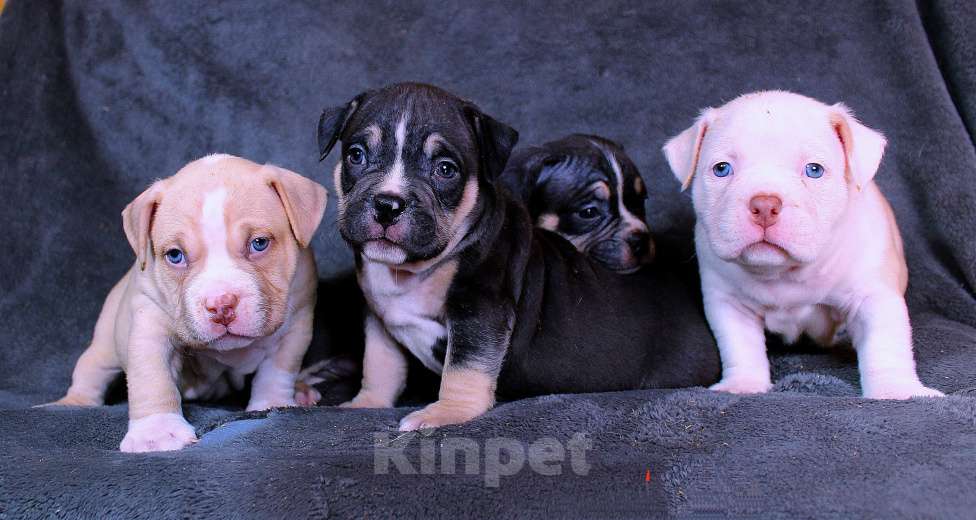 Собаки в Москве: Дети-булли Разнополые, 70 000 руб. - фото 3