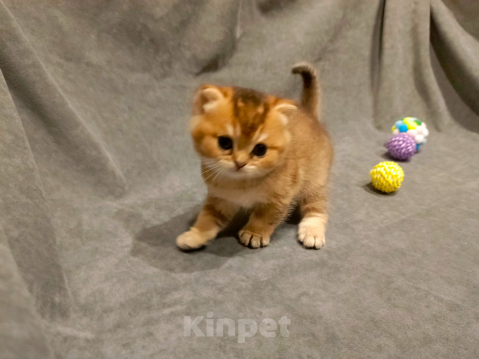 Кошки в Владимире: Шотландский прямоухий котёнок Мальчик, 45 000 руб. - фото 3