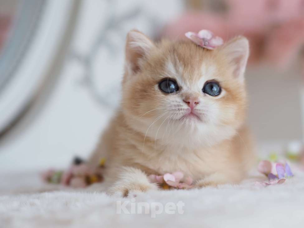 Кошки в Москве: Британская девочка Шелби Девочка, 150 000 руб. - фото 10