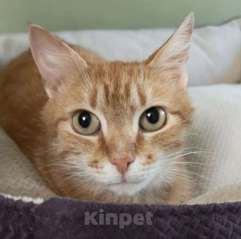 Кошки в Москве: Самая ласковая рыжуля Ника в поисках своей семьи Девочка, Бесплатно - фото 2