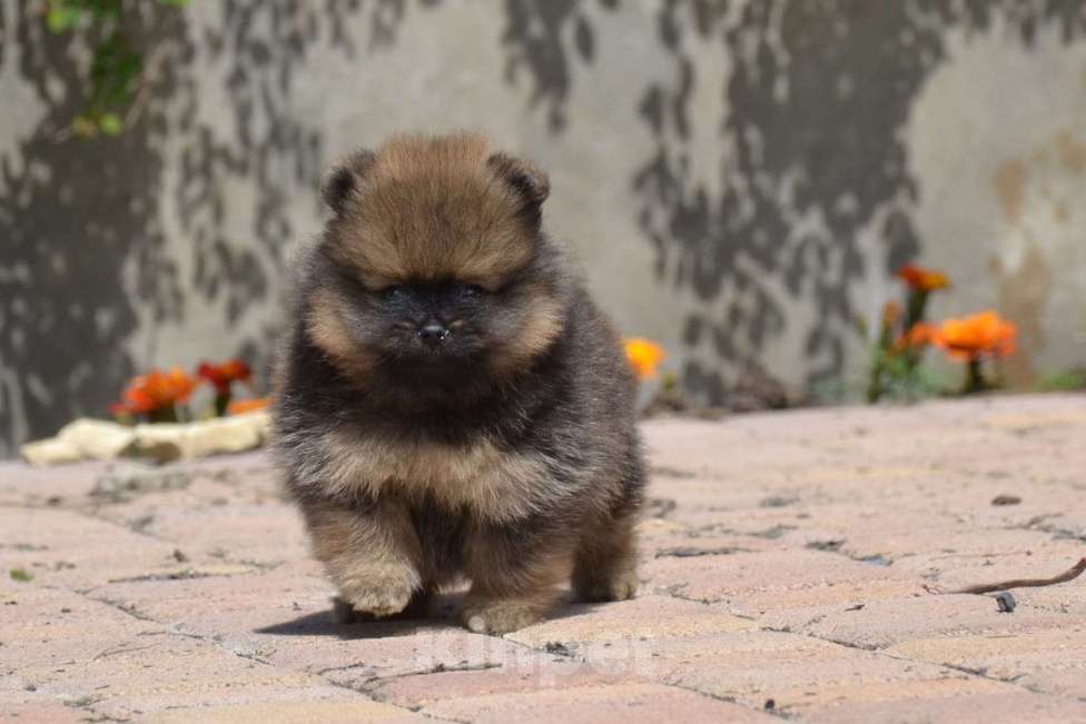 Собаки в Новороссийске: Красивые мальчишки померанского шпица Мальчик, 30 000 руб. - фото 4