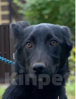 Собаки в Пушкино: Метис лабрадора девочка  Девочка, Бесплатно - фото 1