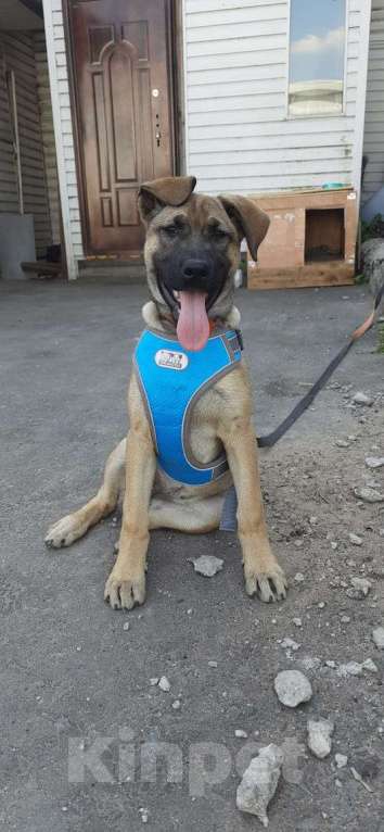 Собаки в Мытищах: Шикарная девочка щенок ищет дом Девочка, Бесплатно - фото 2