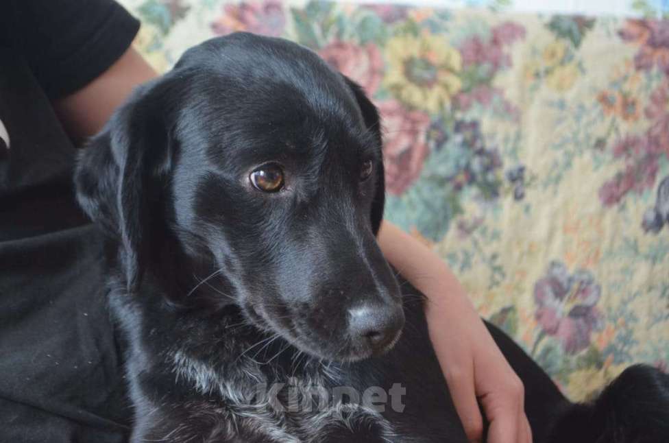 Собаки в Москве: РОККИ СРОЧНО ИЩЕТ ДОМ Мальчик, Бесплатно - фото 4