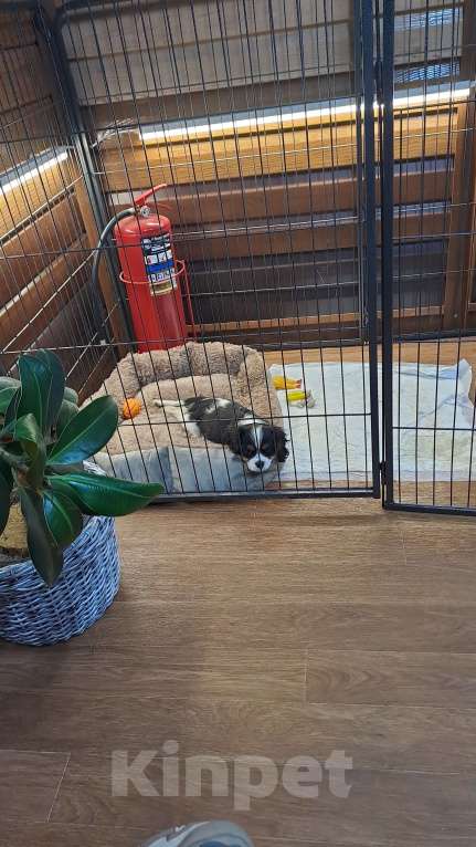 Собаки в Челябинске: продам щенка кавалер кинг чарльз спаниель Мальчик, 80 000 руб. - фото 5