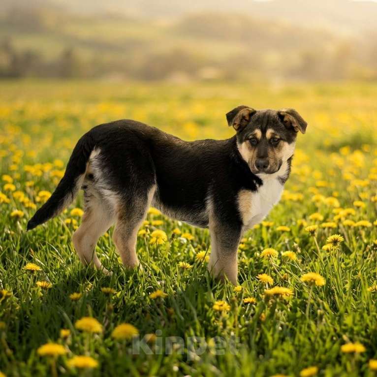Собаки в Москве: щенок Ника ищет семью Девочка, Бесплатно - фото 4