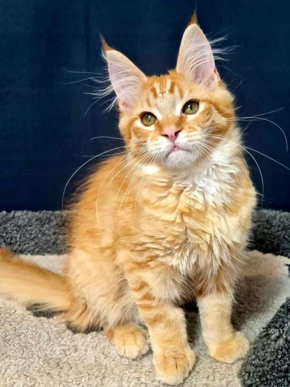 Кошки в других городах Ярославской области: Котенок мейн кун Мальчик, Бесплатно - фото 3