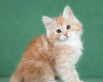 Кошки в Балашихе: Котята курильского бобтейла Разнополые, 55 000 руб. - фото 3