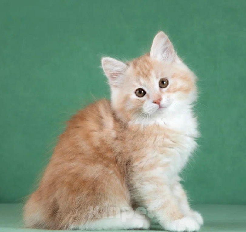 Кошки в Балашихе: Котята курильского бобтейла Разнополые, 55 000 руб. - фото 3