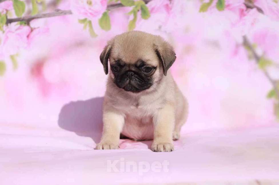 Собаки в Екатеринбурге: Мопс очаровательный мальчик Мальчик, 50 000 руб. - фото 1