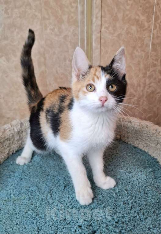 Кошки в Москве: Котёнок с трехцветной мордашкой в добрые руки  Девочка, Бесплатно - фото 6