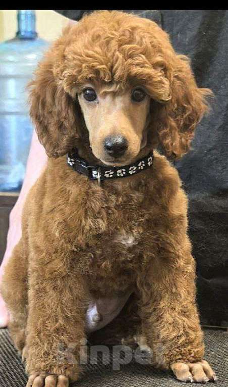 Собаки в Нижнем Новгороде: Щенок среднего пуделя Мальчик, 150 000 руб. - фото 3