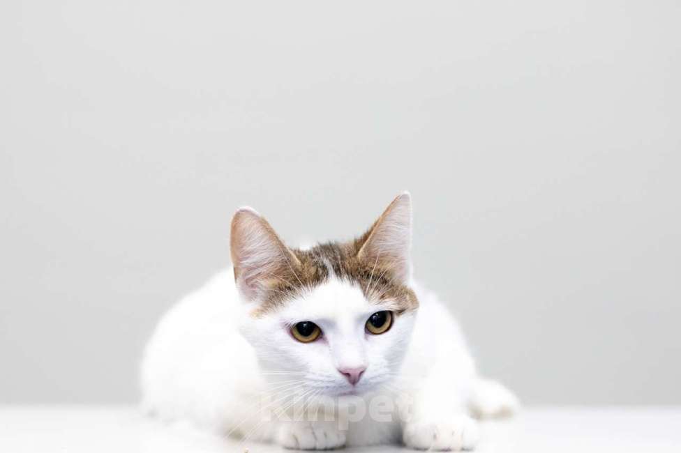 Кошки в Москве: Морошка Девочка, Бесплатно - фото 4