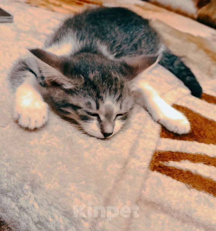 Кошки в Москве: Котенок девочка Девочка, Бесплатно - фото 3